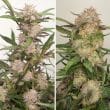 Auto Mimosa Punch Cannabis Seeds by Dutch Passion Seeds