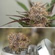 Auto Mimosa Punch Cannabis Seeds by Dutch Passion Seeds