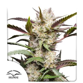 Auto Mimosa Punch by Dutch Passion Seeds