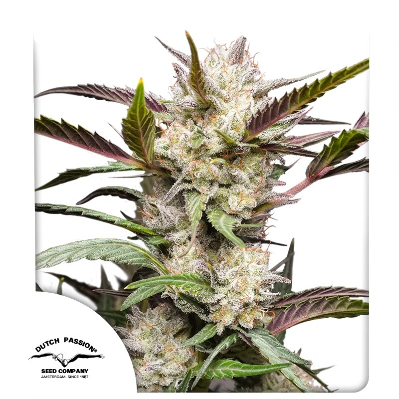 auto-mimosa-punch-4