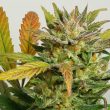 Auto Mokum’s Tulip Cannabis Seeds by Dutch Passion Seeds