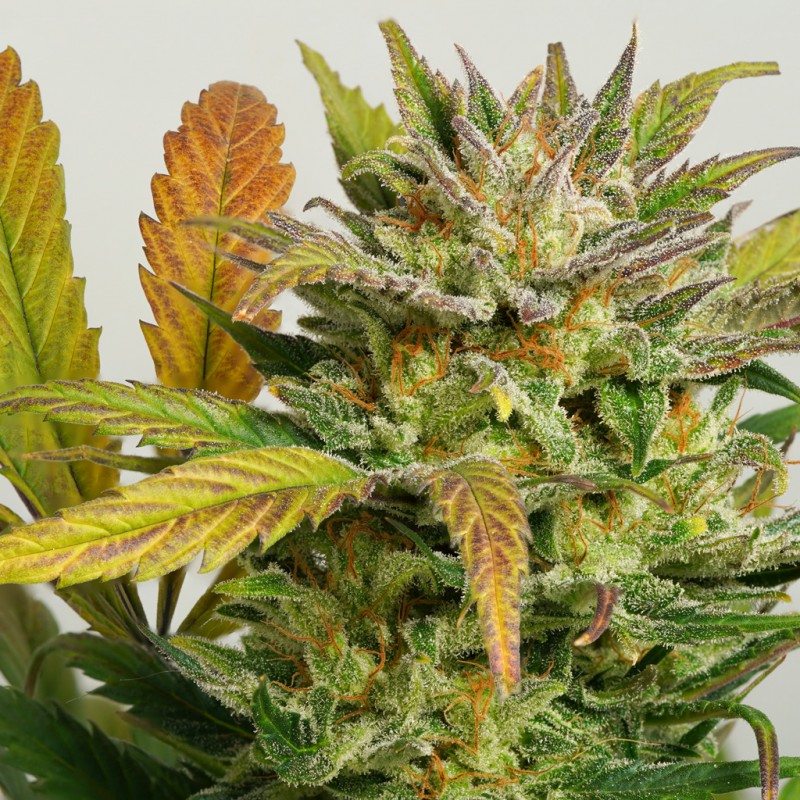 Auto Mokum's Tulip by Dutch Passion Seeds Auto Mokum's Tulip by Dutch Passion Seeds