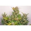 Auto Mokum’s Tulip Cannabis Seeds by Dutch Passion Seeds