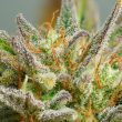 Auto Mokum’s Tulip Cannabis Seeds by Dutch Passion Seeds
