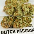 Auto Mokum’s Tulip Cannabis Seeds by Dutch Passion Seeds