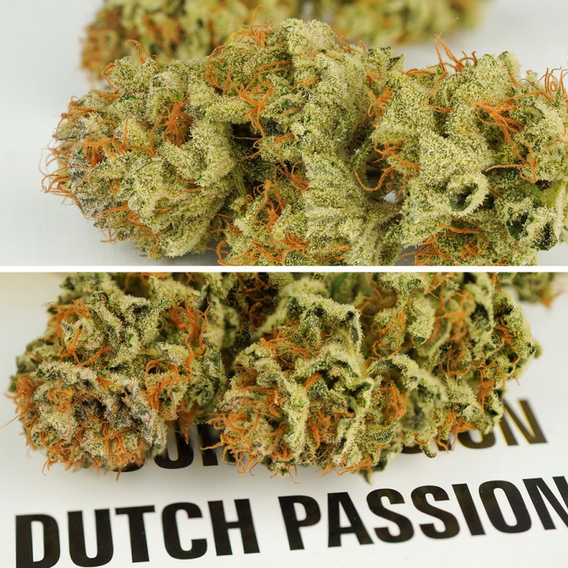Auto Mokum's Tulip by Dutch Passion Seeds Auto Mokum's Tulip by Dutch Passion Seeds
