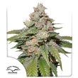 Auto Mokum's Tulip Cannabis Seeds by Dutch Passion Seeds