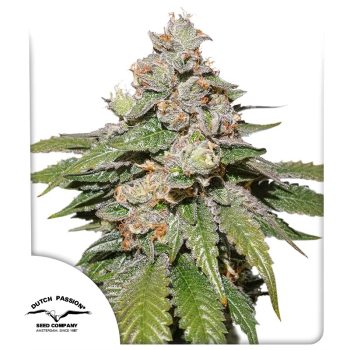 Auto Mokum's Tulip Cannabis Seeds by Dutch Passion Seeds