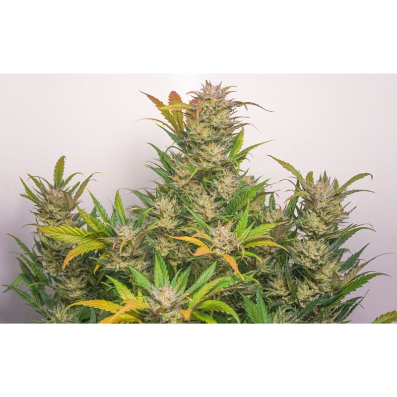 Auto Mokum's Tulip by Dutch Passion Seeds Auto Mokum's Tulip by Dutch Passion Seeds
