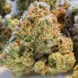 Auto Night Queen Cannabis Seeds by Dutch Passion Seeds