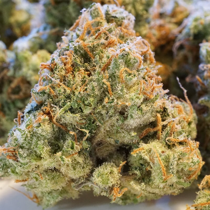 auto-night-queen-1