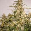 Auto Night Queen Cannabis Seeds by Dutch Passion Seeds