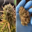 Auto Night Queen Cannabis Seeds by Dutch Passion Seeds
