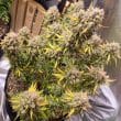 Auto Night Queen Cannabis Seeds by Dutch Passion Seeds