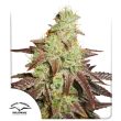 Auto Night Queen by Dutch Passion Seeds