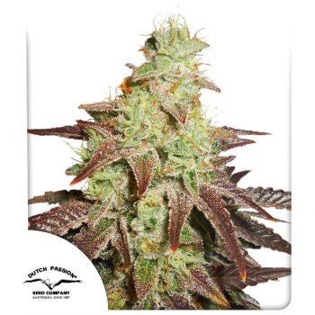 Auto Night Queen by Dutch Passion Seeds
