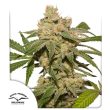 Oh My Gusher Auto by Dutch Passion Seeds