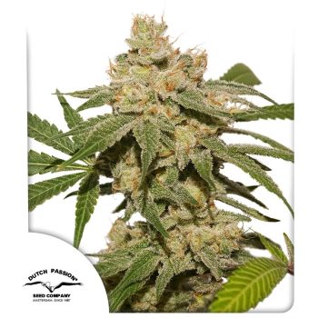 Oh My Gusher Auto by Dutch Passion Seeds