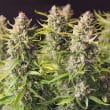 Auto Orange Bud Cannabis Seeds by Dutch Passion Seeds