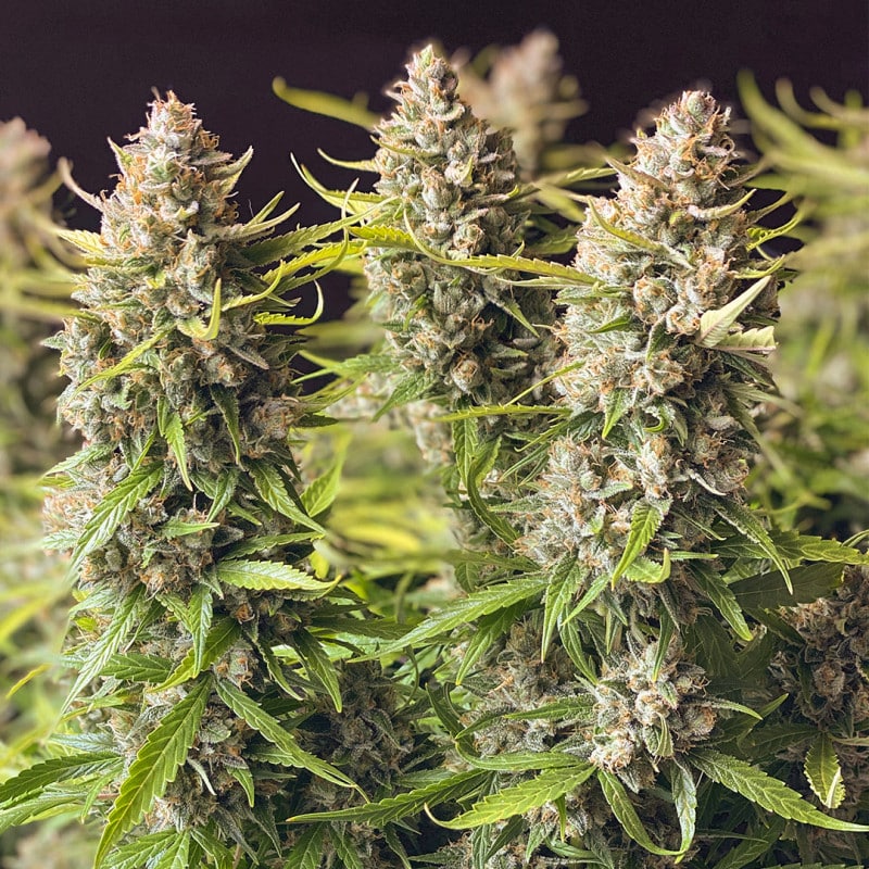 Auto Orange Bud by Dutch Passion Seeds Auto Orange Bud by Dutch Passion Seeds