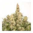 Auto Orange Bud Cannabis Seeds by Dutch Passion Seeds