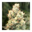 Auto Orange Bud Cannabis Seeds by Dutch Passion Seeds