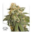 Auto Orange Bud Cannabis Seeds by Dutch Passion Seeds