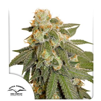 Auto Orange Bud Cannabis Seeds by Dutch Passion Seeds
