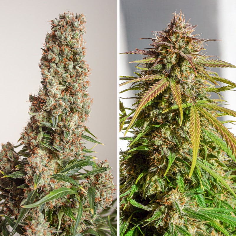 Auto Orange Bud by Dutch Passion Seeds Auto Orange Bud by Dutch Passion Seeds