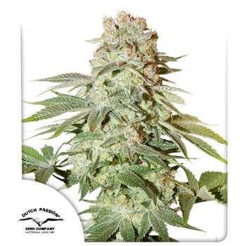 Auto Power Plant by Dutch Passion Seeds