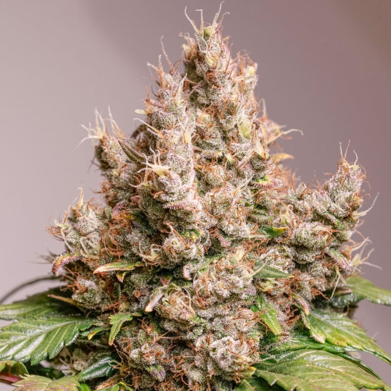 DP Auto Red Tropicana Cookies Cannabis Seeds by Dutch Passion Seeds DP Auto Red Tropicana Cookies Cannabis Seeds by Dutch Passion Seeds