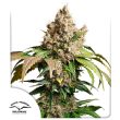 DP Auto Red Tropicana Cookies Cannabis Seeds by Dutch Passion Seeds