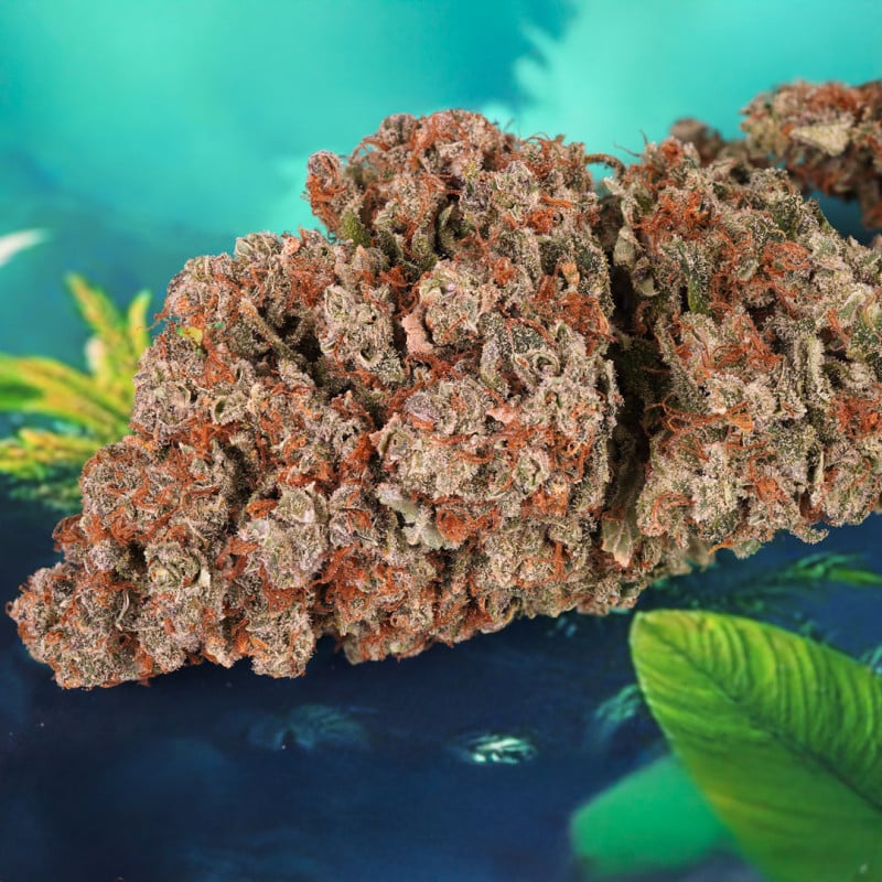 auto-red-tropicana-cookies-3
