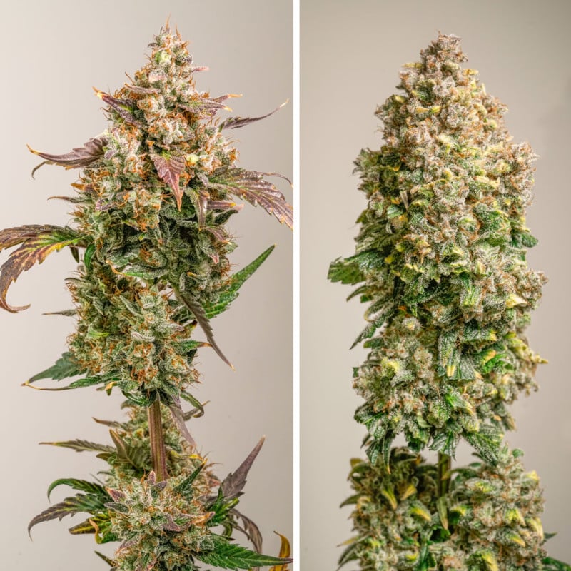 auto-red-tropicana-cookies-4