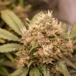 DP Auto Red Tropicana Cookies Cannabis Seeds by Dutch Passion Seeds