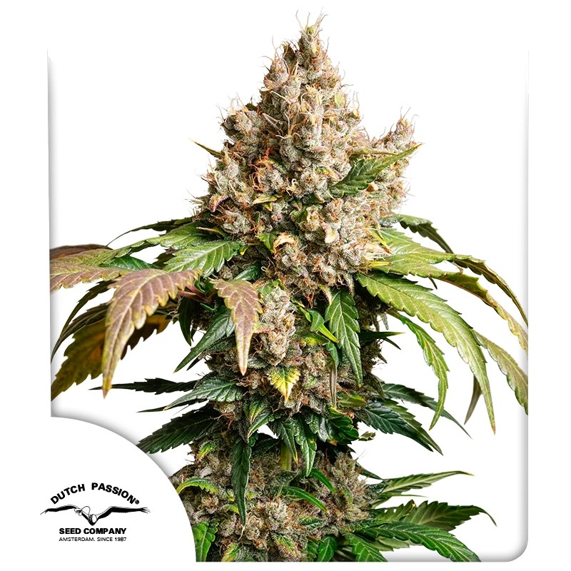 DP Auto Red Tropicana Cookies Cannabis Seeds by Dutch Passion Seeds DP Auto Red Tropicana Cookies Cannabis Seeds by Dutch Passion Seeds