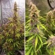 auto-sfv-og-4