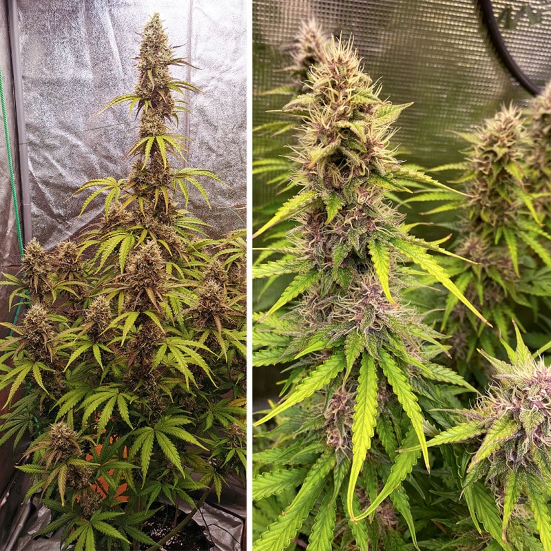 Auto SFV OG by Dutch Passion Seeds Auto SFV OG by Dutch Passion Seeds