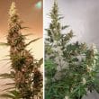 auto-sfv-og-4