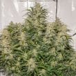 auto-sfv-og-4