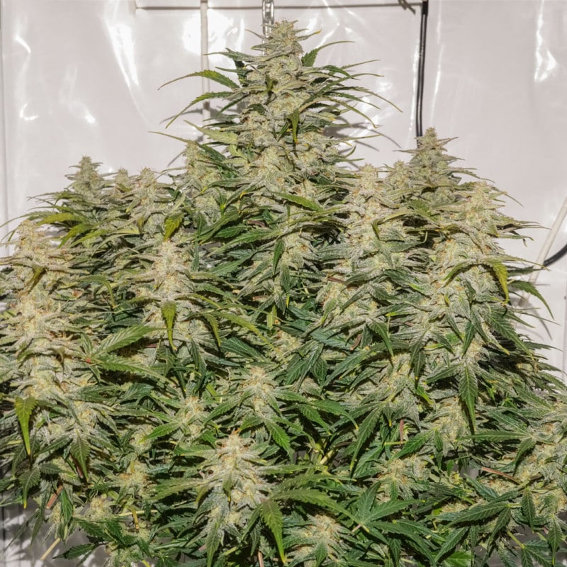 Auto SFV OG by Dutch Passion Seeds Auto SFV OG by Dutch Passion Seeds