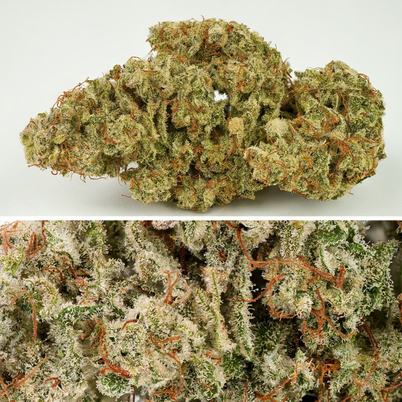 Auto SFV OG by Dutch Passion Seeds Auto SFV OG by Dutch Passion Seeds