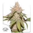 Auto SFV OG by Dutch Passion Seeds