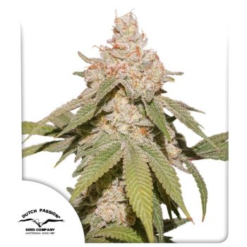 Auto SFV OG by Dutch Passion Seeds