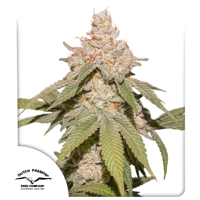 auto-sfv-og-4