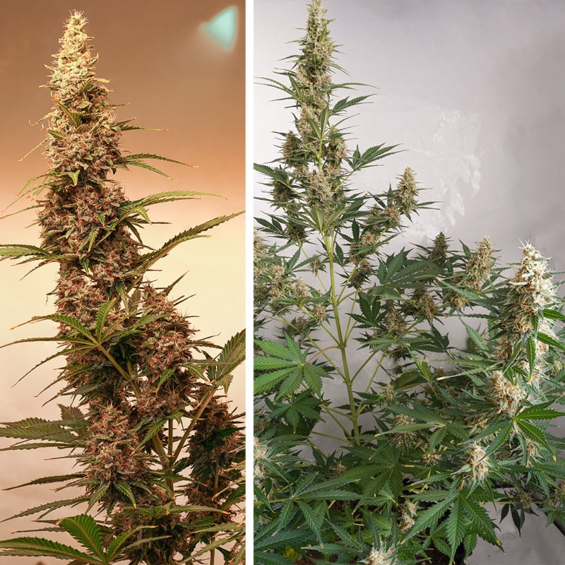 Auto SFV OG by Dutch Passion Seeds Auto SFV OG by Dutch Passion Seeds