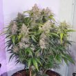 Auto Skywalker Haze Cannabis Seeds by Dutch Passion Seeds