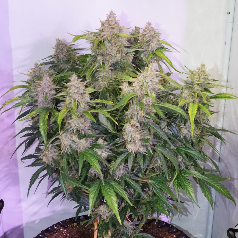 Auto Skywalker Haze by Dutch Passion Seeds Auto Skywalker Haze by Dutch Passion Seeds