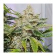 Auto Skywalker Haze Cannabis Seeds by Dutch Passion Seeds