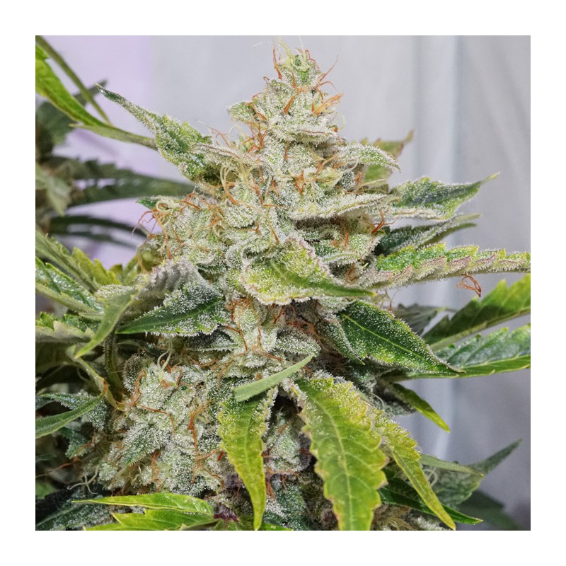 Auto Skywalker Haze by Dutch Passion Seeds Auto Skywalker Haze by Dutch Passion Seeds